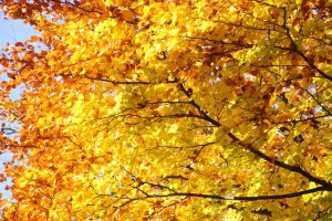 Blätter färben sich im Herbst gelb orange