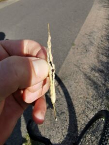 Raps Samen in der Schote