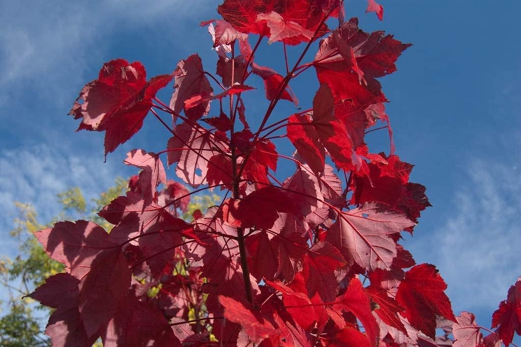 Rot-Ahorn Ac. rubrum Pflanze 45-50cm Scharlach-Ahorn Sumpf-Ahorn Ahorn bei Amazon bestellen