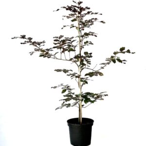 Rotbuche Buche Fagus sylvatica heimischer Waldbaum als Heister mit ca. 40-80 cm im 3 Liter Topf bei Amazon bestellen