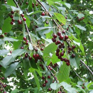 Süßkirsche Prunus avium Pflanze 45-50cm Vogelkirsche Vogel-Kirsche Kirschbaum bei Amazon bestellen