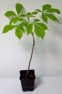 Rosskastanie Aesculus hippocastanum Pflanze 15-20cm Weiße Rosskastanie Kastanie bei Amazon kaufen