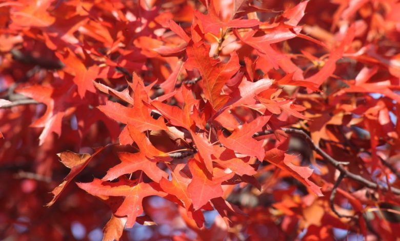 Rote Blätter der Sumpf-Eiche