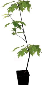 Seedeo® Sumpf-Eiche (Quercus palustris) Pflanze ca. 30 cm - 50 cm hoch bei Amazon bestellen