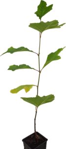 Seedeo®Orientalische Platane (Platanus orientalis) Pflanze ca. 60 cm hoch bei Amazon bestellen
