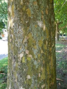 Stamm der Platane