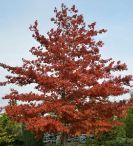 Sumpf-Eiche 80-100cm - Quercus palustris - lebende Gartenpflanze aus den Baumschulen bei Amazon bestellen