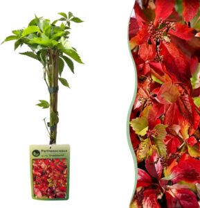 2x Parthenocissus quin. 'Engelmannii' - Engelmann-Jungfernrebe - Gelb - Grün - Kletterpflanze - Ø9cm - 35cm bei Amazon bestellen