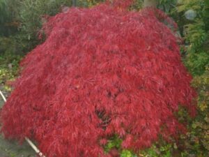 Ahorn palmatum Garnet - Japanischer Schlitzahorn Größe 40-50cm bei Amazon bestellen