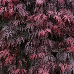 Roter Schlitzahorn, palmatum 'Dissectum Garnet', im 19cm Topf bei Amazon bestellen