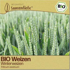 Weizen Samen - Gründünger Winterweizen - winterhart - samenfestes BIO Saatgut bei Amazon bestellen