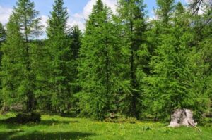 10st. Lärche – Larix decidua 25-50cm bei Amazon bestellen