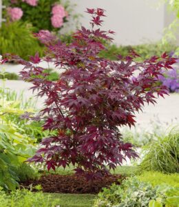 1x Japanischer Ahorn 'Burgund', Pflanze im 12 cm-Topf bei Amazon bestellen