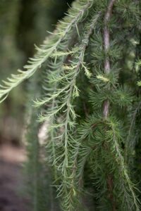 Japanische Hänge-Lärche Larix kaempferi Stiff Weeper 80 cm winterhart bei Amazon bestellen
