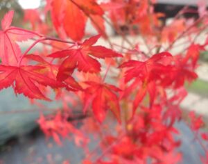 Japanischer Fächerahorn Acer Palmatum orange - rot 60-80 cm winterhart Freilandaufzucht bei Amazon bestellen