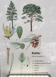 Kiefer Pinus silvestris