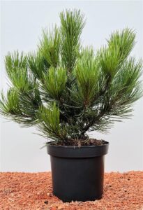 Pinus mugo 'Pumilio' 30–40 cm – Immergrün, Winterhart, Pflegeleicht – Zwerg-Kiefer bei Amazon bestellen