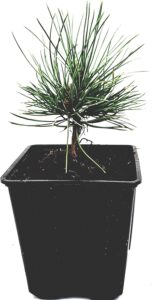 Seedeo® Zirbel-Kiefer-Zirbe (Pinus cembra) ca. 10 cm hoch bei Amzon bestellen