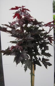 Spitzahorn Crimson Sentry - Ahorn platanoides - Stamm 80cm + Krone bei Amazon bestellen