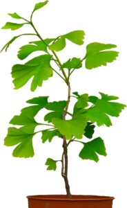 Seedeo® Ginkgo (Ginkgo biloba) Pflanze 2,5 Jahre bei Amazon bestellen