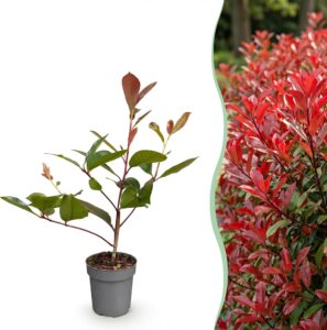 24x Photinia fraseri Red Robin - Glanzmispel - Heckenpflanzen - Immergrün - Rot - Topf 9cm - Höhe 25-35cm bei Amazon bestellen