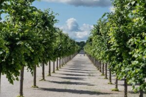 5st. Winterlinde 60-80cm Forstpflanzen Wurzelware Tilia cordata bei Amazon bestellen