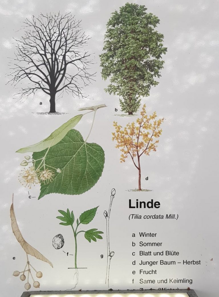 Die Baumart Linde (Tilia) kann über 1000 Jahre alt werden