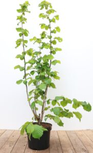 Haselnussstrauch Corylus avellana 60-100 cm Heckenpflanze winterhart bei Amazon bestellen
