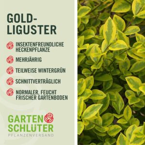 Gold-Liguster 'Aureum' Ligustrum ovalifolium, 80-100 cm bei Amazon bestellen