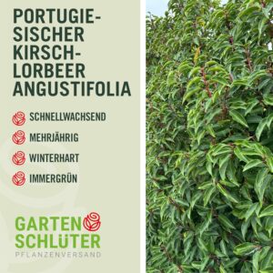 GARTEN SCHLÜTER® Portugiesischer Kirschlorbeer Angustifolia, 80-100 cm bei Amazon bestellen