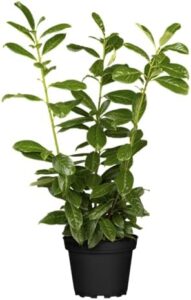 Kirschlorbeer Prunus laurocerasus Novita 40-60 cm 10er-Set winterhart bei Amazon bestellen