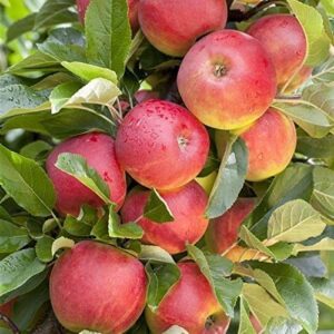 Apfel Baum 'Elstar' Malus domestica 150-200cm im 7,5L Topf gewachsen winterhart bei Amazon bestellen