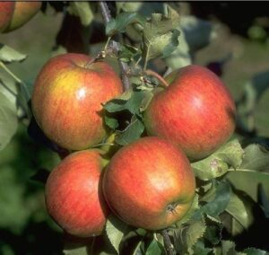 Jonagold Apfel Apfelbaum Obstbaum kleinbleibend Lagerapfel Winterapfel süß saftig bei Amazon bestellen