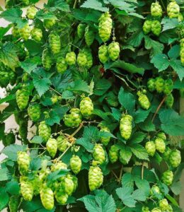 1x Hopfen, Pflanze im 1,5 Liter-Containertopf bei Amazon bestellen