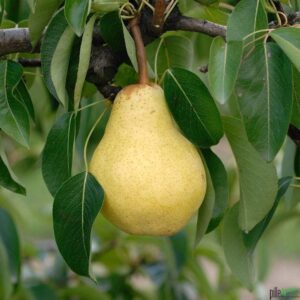 Williams Christ Birnenbaum - Tafelbirne Herbstbirne kleinbleibend, 80-120 cm bei Amazon bestellen