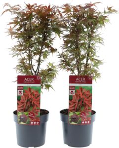 Acer palmatum Shaina – 60-80cm - Japanischer Zwerg-Ahorn - 19cm Topf bei Amazon bestellen