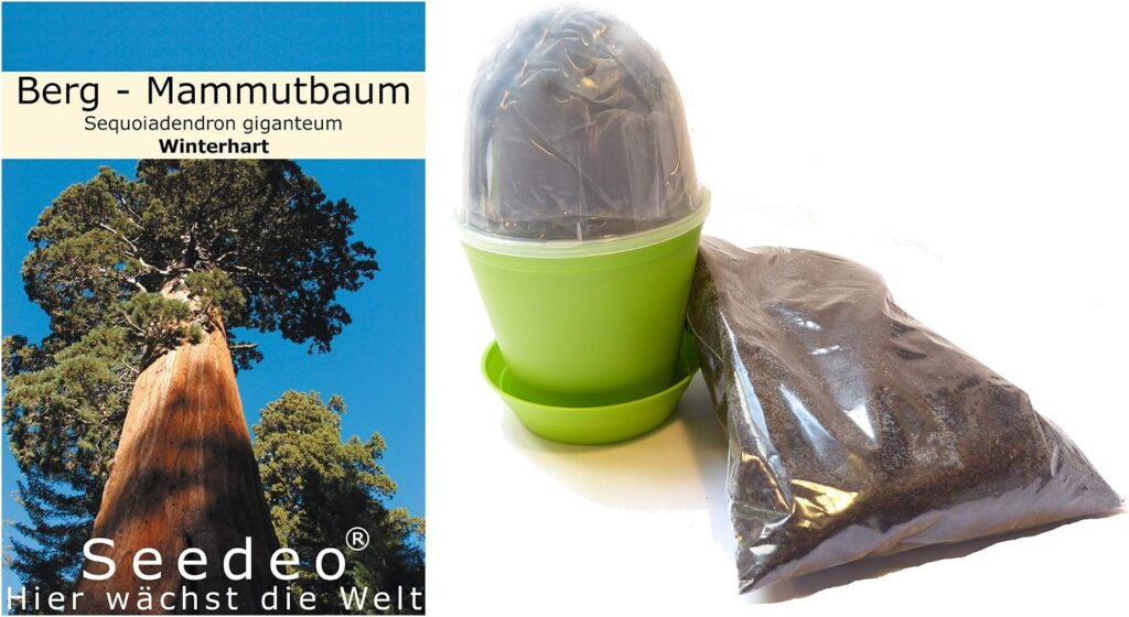 Berg - Mammutbaum (Sequoiadendron giganteum) 50 Samen bei Amazon bestellen