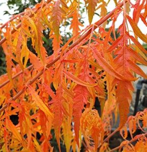 Essigbaum `Tiger Eyes´, Rhus typhina, ca. 40-60cm im Topf bei Amazon bestellen