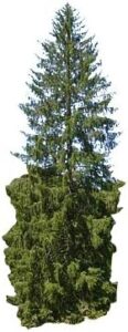 100 Samen -Gemeine Fichte- (Picea abies) bei Amazon bestellen
