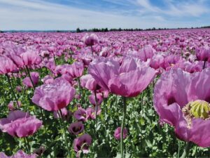 Echter Schlafmohn, 5.000 Samen, lila Mohnblumen bei Amazon bestellen