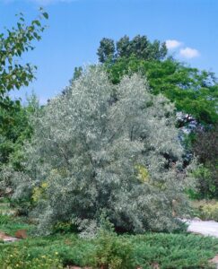 Schmalblättrige Ölweide Elaeagnus angustifolia 80-100 cm winterhart bei Amazon bestellen