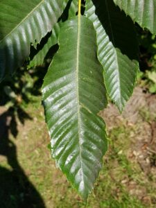 Castanea sativa