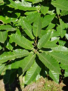 Gezackte Blattränder