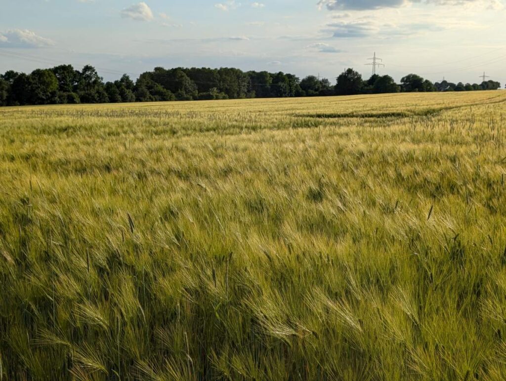 Gerstenfeld bei Buchholz in der Nordheide