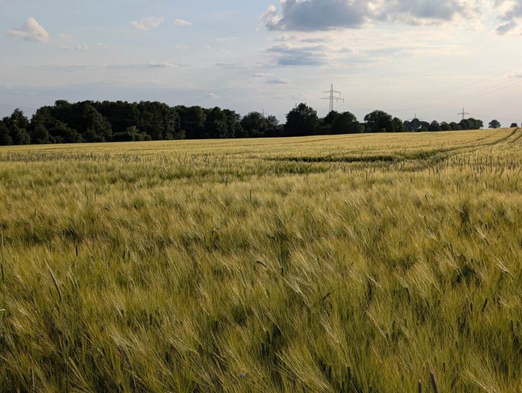 Hordeum vulgare