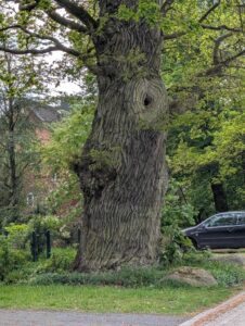 Alte Stileiche in Bötersheim