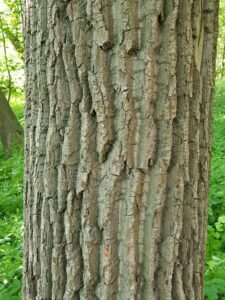 Borke der Quercus robur