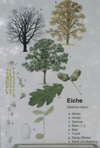 Stileiche Übersicht